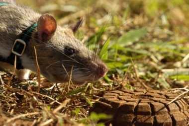 APOPO HeroRATs